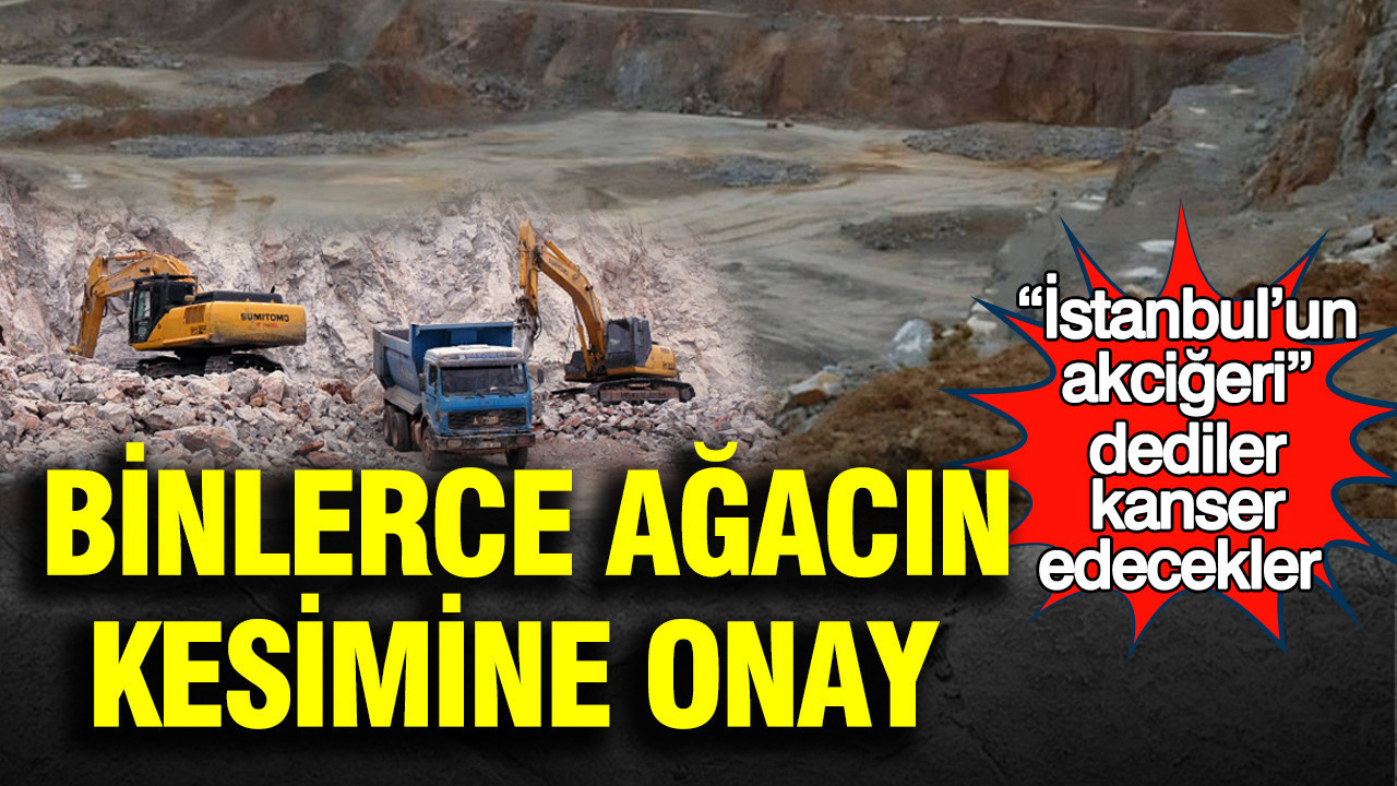 “İstanbul’un akciğeri” dediler kanser edecekler: Binlerce ağacın kesimine onay Istanbulun akcigeri dediler kanser edecekler binlerce agacin kesimine onay njjUmiNv